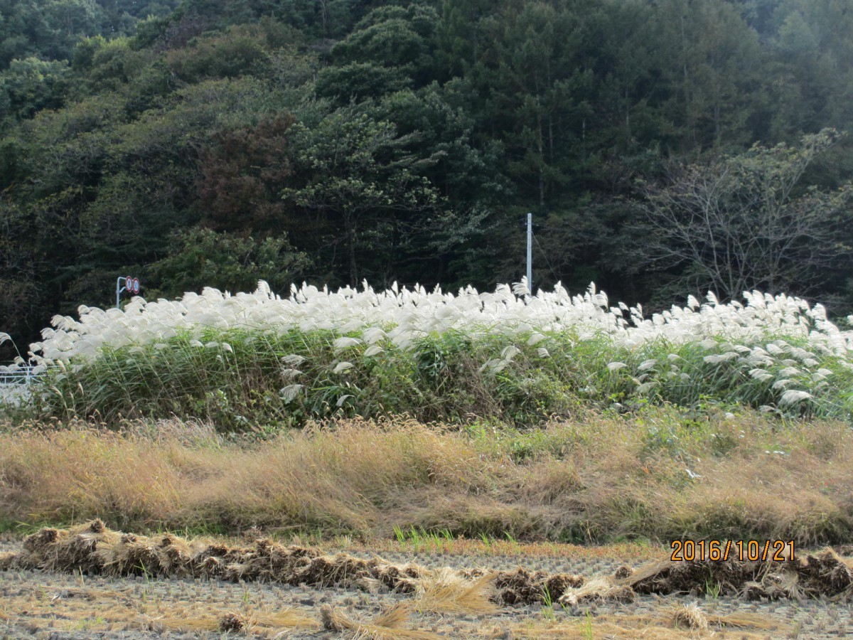10月21日(金)韮崎→台ケ原→教来石→蔦木へ　21.3km